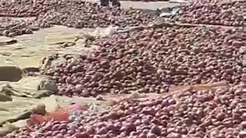 No Buyers for Onion Sellers in India