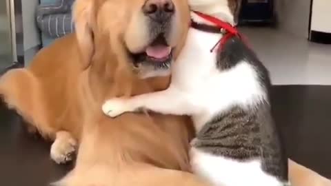 dog and cat cute relationship video