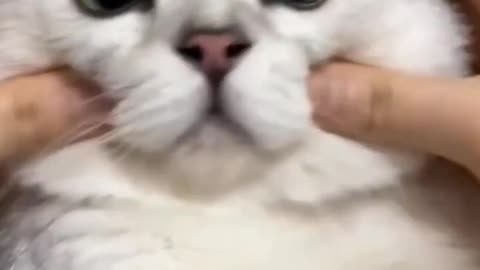 Funny cats reaction 🤣