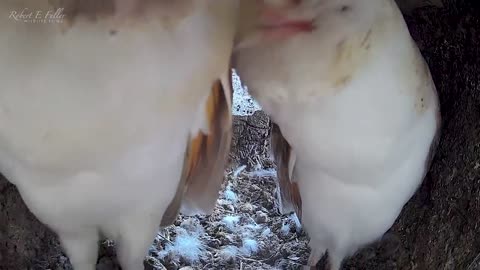 Rescued barn owl returns home & pairs up with Gylfie