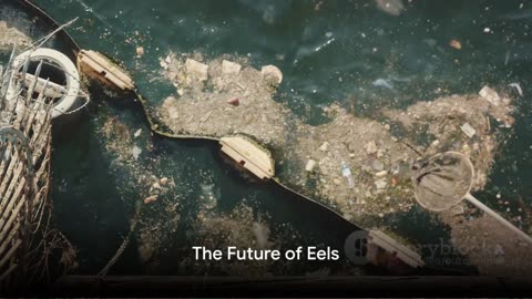 The World of Eels: Mysterious and Slippery Marine Creatures