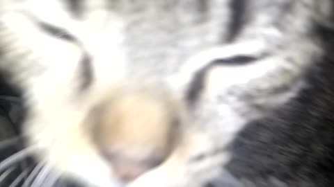 Cat Attack (Found Footage)