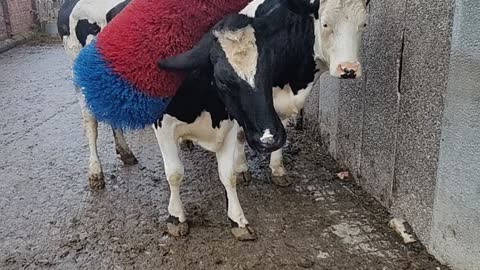 Cows Love Their Brush