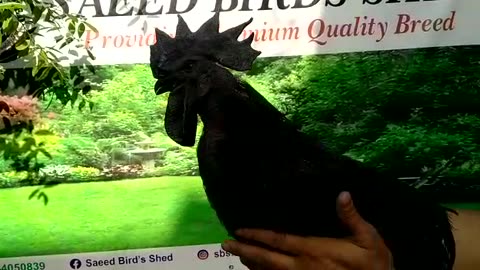 Black meat black toung Ayma cemani