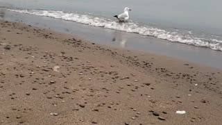 Seagulls at Port Stanley Beach