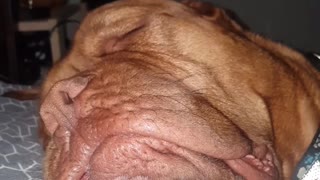 Snoring Dogue Sounds Like Helicopter