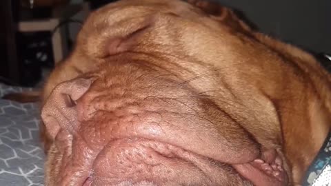 Snoring Dogue Sounds Like Helicopter