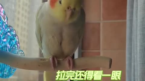 Funniest animal Beautiful parrot