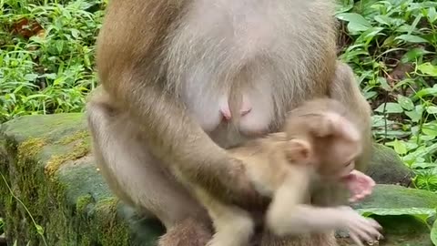 Wildlife cute little baby monkey with realmom care #shorts