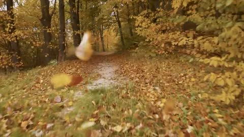 Enchanting Autumn Forests with Beautiful Piano Music