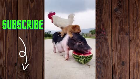 A very funny video of a pig, a dog and a rooster