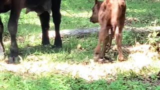 Calf 3 hours old learns how to keep his feet under him.