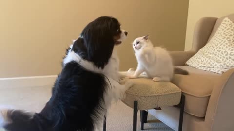 Cute Cavalier Pretends To Box Adorable Ragdoll Kitten