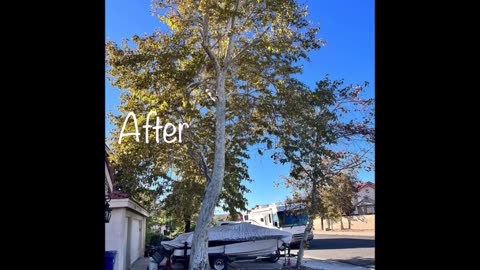 V&J Tree Service