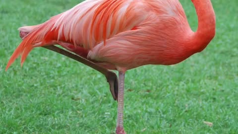 Ever wondered why flamingos stand on one leg? Well scientists are