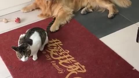 Golden Retriever plays with a funny cat Dogs and cat compilation