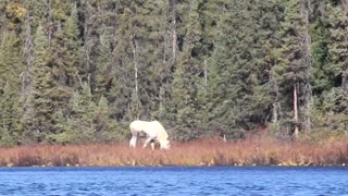 Albino Bull Moose