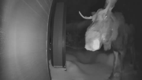 Heavy Snow Brings Moose to Front Door