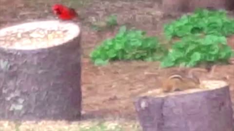 Vermont Disney Princess Backyard I: Bluejay Vs. Cardinal, Goldfinch, Chipmunk KQVI Vermont Red Pill