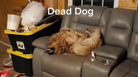 Is dog alive?