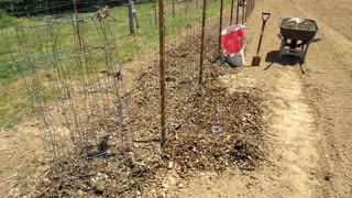 How CrazyFarmLady Plants Butternut Squash