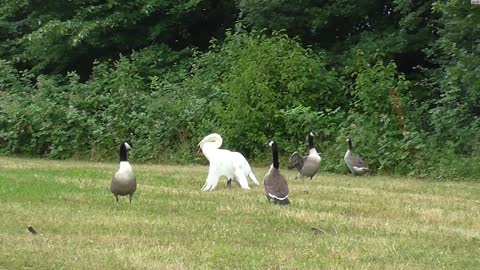 Swan attacks geese in water then on land.