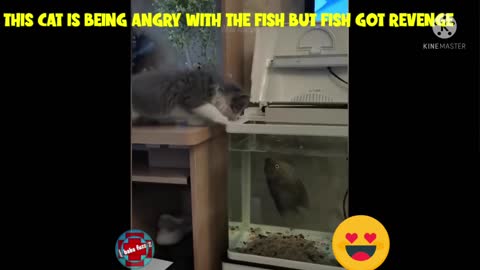 Fish teaches lesson to cat how