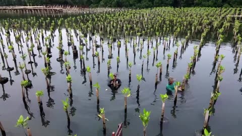 Indonesians look to mangroves to save sinking Jakarta