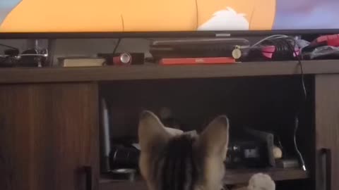 Kitten watching her favorite show.