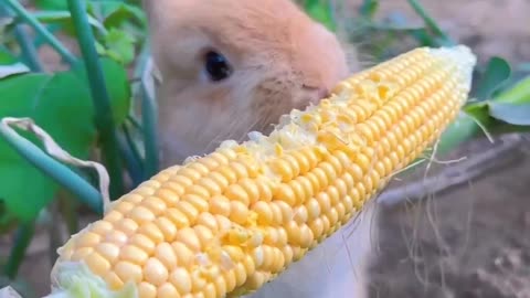 Rabbit eat corn 😍