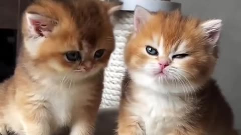 cute kitten