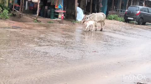 Cute Calf & cow, real calf in rain, real video, natural