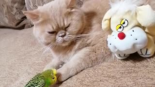 Cat Wants Nothing To Do With Overly Attached Parrot