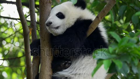 Baby panda dozing off. A funny panda bear falling asleep sitting on a tree in the green.