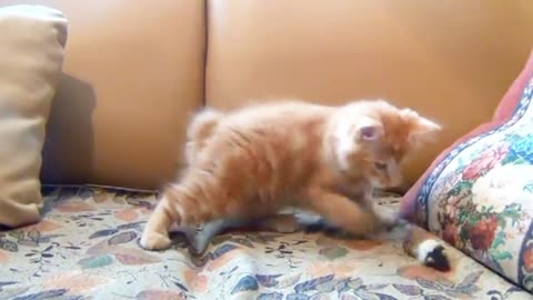 A Playful Cute Kitten