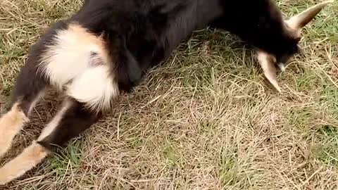 Frightening a Fainting Goat