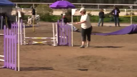 Dog Agility Competition