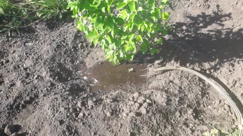 Watering with a hose