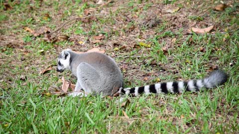 lemur Eating Food