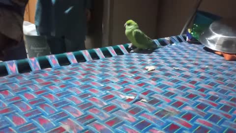 Mithu talking parrot 🦜