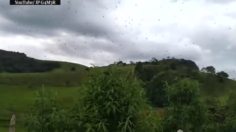 Cloudy with a chance of arachnophobia: raining spiders in Brazil