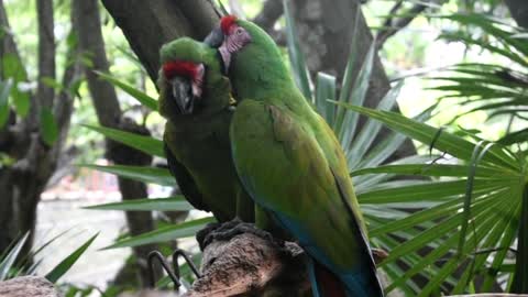 Parrots give each other kisses, admire th