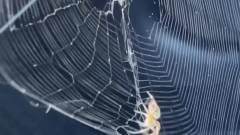 Big Spider Spins Web on Passenger Side