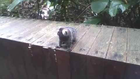 Marmoset is spotted in the visitors' area of the botanical garden [Nature & Animals]