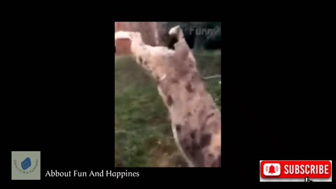 Funniest Cats And Dogs Videos 😂 Best Funny Animal Videos 2023 #16