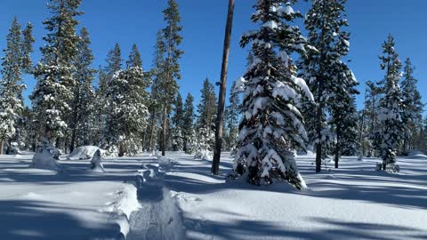 Big Beautiful Blue Sky in Winter – Central Oregon – Swampy Lakes Sno-Park – 4K