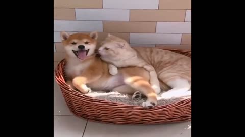 Baby Dogs ❤️ Cute and Funny Dog Videos😂😂 Compilation! Funny Puppy Videos 2023