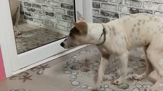 Dog is Confused by Reflection