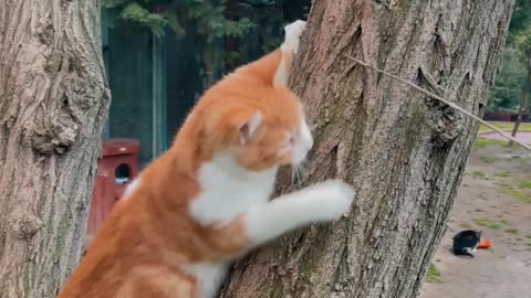 Cat funny playing on tree videos