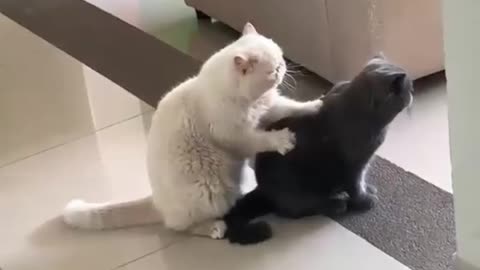 CAT Gets Full Body Massage